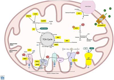 The role of SIRT3 in homeostasis and cellular health